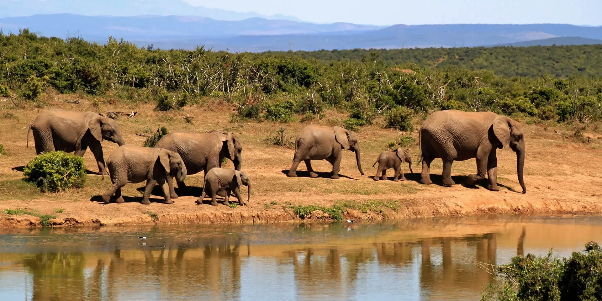 African Safari